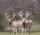 KNZ Licks - Pere David deer