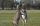 Pere David