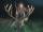 Red Stag Stalking
